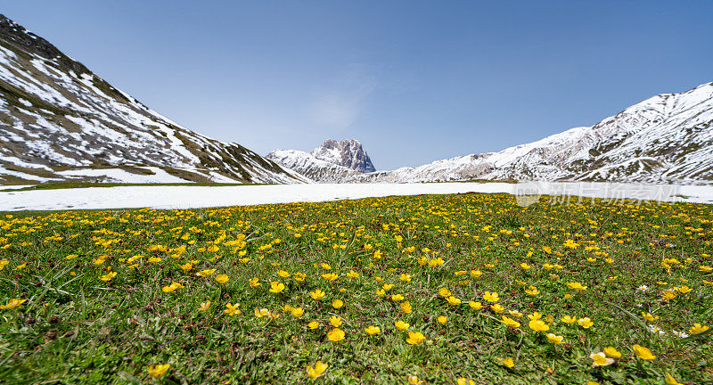 Corno Grande与野花草地Campo Imperatore，意大利Abruzzi